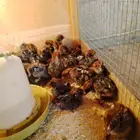 صوص دجاج فيومي