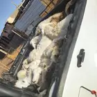 ونيت للتحميل ونقل الذبائح والاضاحي داخل المدينة وخارجها