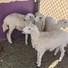 حريات رخال