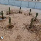نخيل فاخر البيع