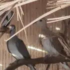 ن ز ل محجل مشروط إنتاج محميه
