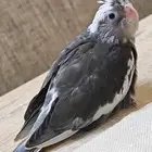 فرخ كروان نهاية غر