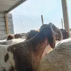 جزاز غنم