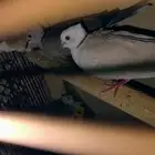 يوجد لدي 4 زوج حمام جميري بياض