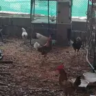 ديوك 7 حبات