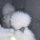 صوص قطني بيور