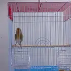 بندوق حسون