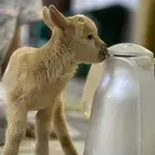 ماعز قزم مدرب على الرضاعه الليف صغير