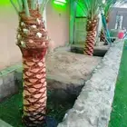 مختصون في مجالي النخل والشبوك وأشجار الزينه