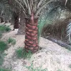 يوجد لدينا جميع انواع الفسايل النخل