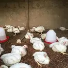 دجاج لاحم