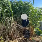 شتلات علف بونيكام استرالي ان بي ايه