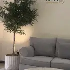 اشجار الزيتون الصناعي والطبيعة المميزة