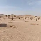 لبيع فسايل حلاص سكري برحي