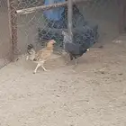 دجاج للبيع