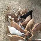 تيوس وعنقان