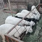 ذبايح ثلاجه ذبايح مناسبات تيوس وطليان طيبه يوجد سلخ وتوصيل