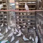 حمام فرنسي العمر من 3 سنوات وتحت على