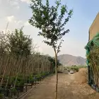 مشاتل الدمام بسعر الجمله