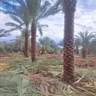 نخل عربي وواشنطني جميع المقاسات