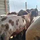 جزاز غنم