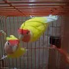 حبتين روز