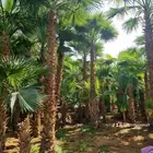 قلع واركز جميع انواع النخيل