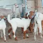 بهم تربية اللبيع