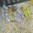 تم البيع