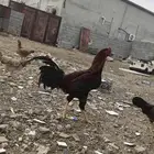 ديك باكستاني صحه 100 100 عمر وسط 8 اشهر لون وأذان صافي ا