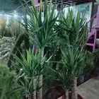 نباتات زينه متنوعه جوده عاليه جهنميه دبل الوان واشجار اخري