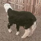 ذبايح حري ونجد