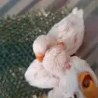 فروخ روز وكروان غر عمر شهر