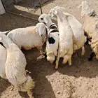 ذبايح تيوس وطليان اعياد يوجد سلخ وتوصيل على الطلب