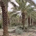 جثايث نخل مثمره