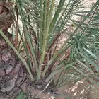 نخل اللقصيم اللبيع