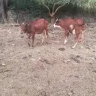 بقر للبيع العدد 3 خبيش رعويه