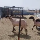 جزاز غنم بماكينا