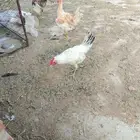 ديكه للبيع