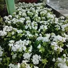 زهور متنوعه واشجار مختلفه داخلية وخارجيه متوفر كميات