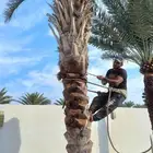 قص شجر وتعليم نخيل فلل وحدائق وشركات