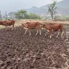 بقر خبيش للبيع تأسيس مراح ولون