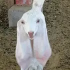 جفره مصريه للبيع