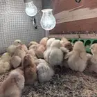 صيصان لوهمان دم صافي