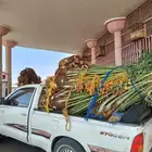 نخل للبيع توريد وغرس جميع انواعه