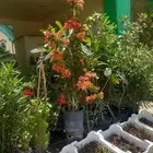 مشتل ابوعبدالله