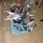 تم البيع