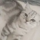 قطط للبيع الرياض العمر شهرين