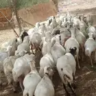 ضأن للبيع العدد 60رس قريب رفيدي