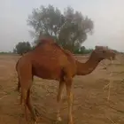 قعود عمره سنه ونصف تنقص أو تزيد طيب وسليم